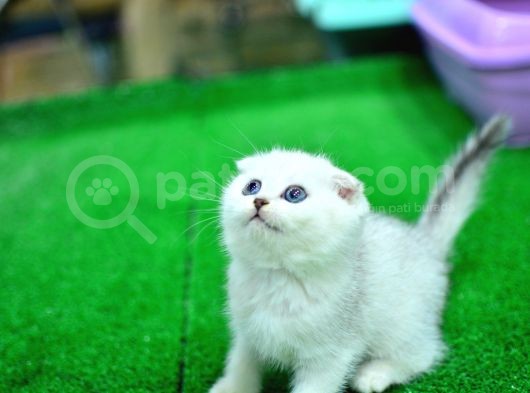 Yok Böyle Güzellikte Silver Scottish Fold görsel