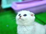 Yok Böyle Güzellikte Silver Scottish Fold