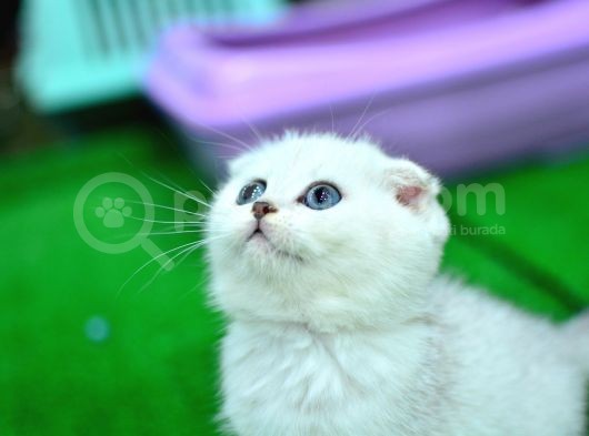 Yok Böyle Güzellikte Silver Scottish Fold görsel