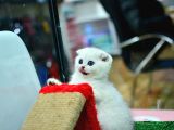 Muhteşem Yüz Hattına Sahip Silver Scottish Fold