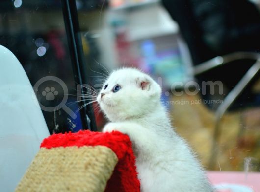 Muhteşem Yüz Hattına Sahip Silver Scottish Fold görsel