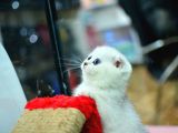 Muhteşem Yüz Hattına Sahip Silver Scottish Fold