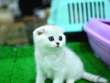 Yok Böyle Güzellikte Silver Scottish Fold
