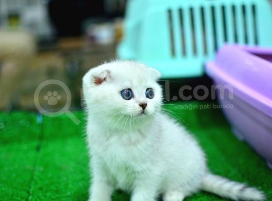 Yok Böyle Güzellikte Silver Scottish Fold görsel