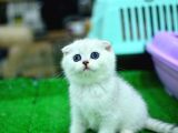 Yok Böyle Güzellikte Silver Scottish Fold