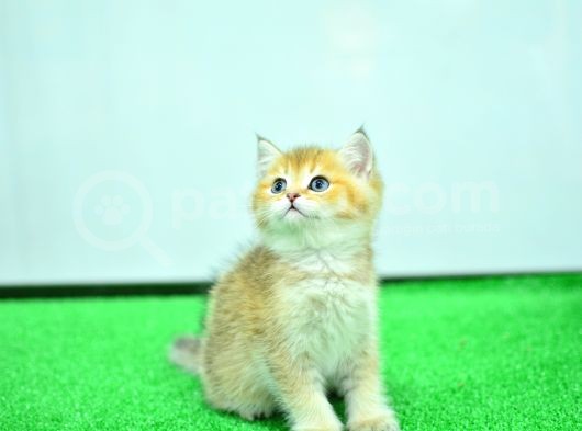 Şampiyon Soyundan Ny 11 Golden British Shorthair görsel