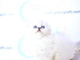 Kar Tanesi Silver Scottish Fold Longhair Yavrumuz Ns1133