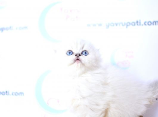 Kar Tanesi Silver Scottish Fold Longhair Yavrumuz Ns1133 görsel