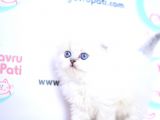 Kar Tanesi Silver Scottish Fold Longhair Yavrumuz Ns1133