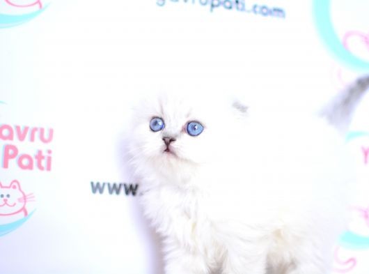 Kar Tanesi Silver Scottish Fold Longhair Yavrumuz Ns1133 görsel