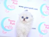 Kar Tanesi Silver Scottish Fold Longhair Yavrumuz Ns1133