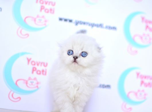 Kar Tanesi Silver Scottish Fold Longhair Yavrumuz Ns1133 görsel
