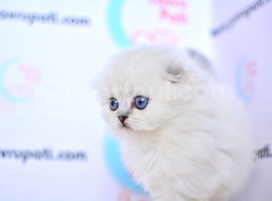 Kar Tanesi Silver Scottish Fold Longhair Yavrumuz Ns1133 görsel