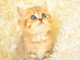 Asaleti Soyundan Gelen Golden British Shorthair Yavrularımız