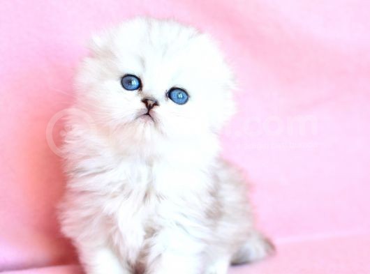 Biblo Gibi Silver Scottish Fold Longhair görsel