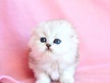 Biblo Gibi Silver Scottish Fold Longhair