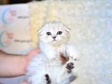 Pofuduk Silver Scottish Fold