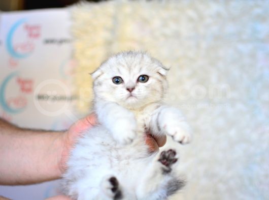 Pofuduk Silver Scottish Fold görsel