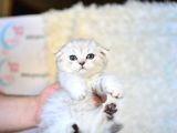 Pofuduk Silver Scottish Fold
