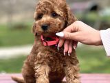 Orjinal Toy Poodle Yavrular