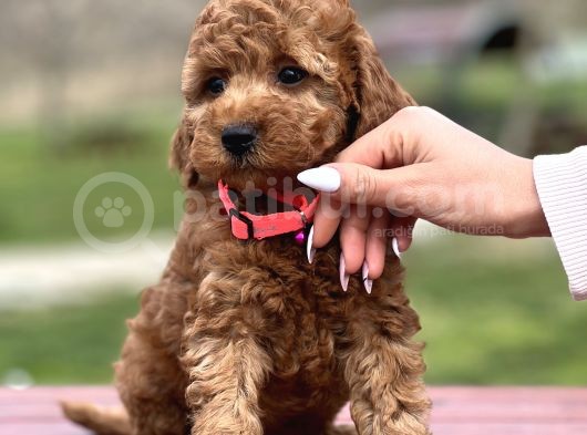 Orjinal Toy Poodle Yavrular görsel