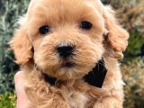 Babyface Maltipoo Yavrumuz