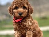 Farklı Renk tonları ile Toy Poodle yavrularımız