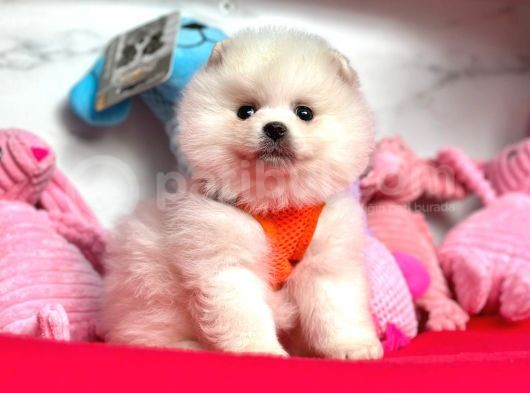 Pomeranian Boo Sevimli Mini Boy Yavrular görsel