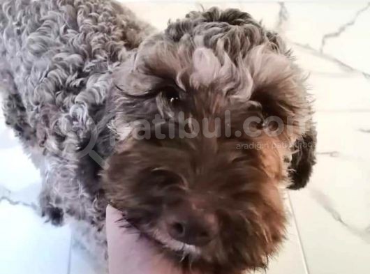 Oscar Kayıp görsel
