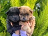 Mükemmel Kali̇tede Son Kizil Ve Blue Di̇şi̇ Chow Yavrular