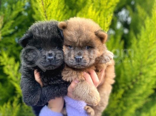 Mükemmel Kali̇tede Son Kizil Ve Blue Di̇şi̇ Chow Yavrular görsel