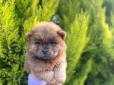 Mükemmel Kali̇tede Son Kizil Ve Blue Di̇şi̇ Chow Yavrular
