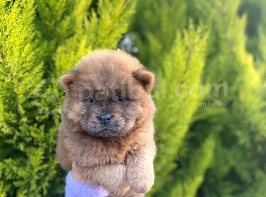 Mükemmel Kali̇tede Son Kizil Ve Blue Di̇şi̇ Chow Yavrular görsel