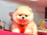 Safkan Pomeranian Boo Yavrularımız