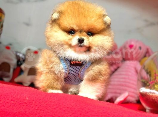 Safkan Pomeranian Boo Yavrularımız görsel