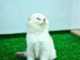 Bem Beyaz Ns1133 Scottish Fold