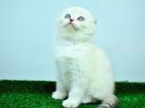 Bem Beyaz Ns1133 Scottish Fold