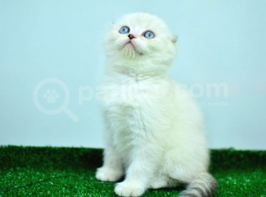Bem Beyaz Ns1133 Scottish Fold görsel