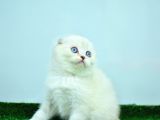 Bem Beyaz Ns1133 Scottish Fold