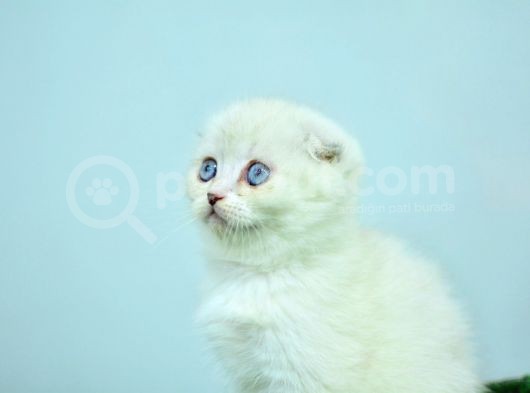 Bem Beyaz Ns1133 Scottish Fold görsel