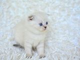 Show Kalite Silver Ns1133 Scottish Fold Yavrumuz