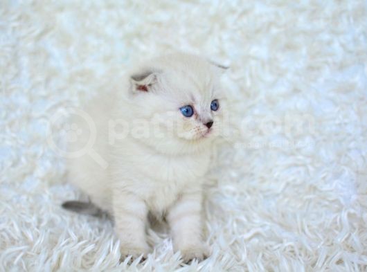 Show Kalite Silver Ns1133 Scottish Fold Yavrumuz görsel