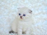 Show Kalite Silver Ns1133 Scottish Fold Yavrumuz