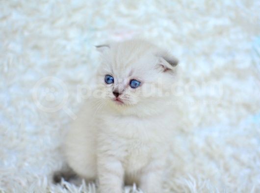 Show Kalite Silver Ns1133 Scottish Fold Yavrumuz görsel