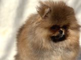 Ayicik Surat Pomeranian Bebeklerimiz