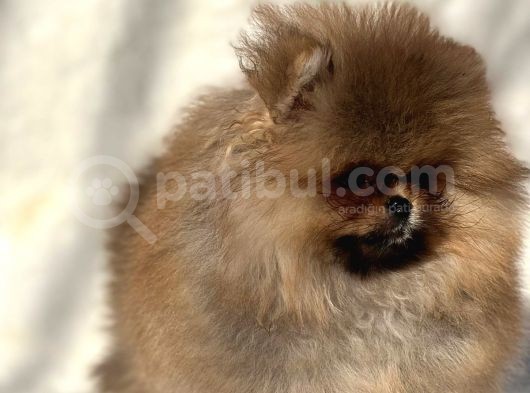Ayicik Surat Pomeranian Bebeklerimiz görsel