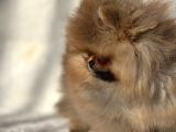 Ayicik Surat Pomeranian Bebeklerimiz