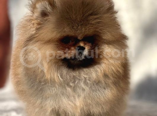 Ayicik Surat Pomeranian Bebeklerimiz