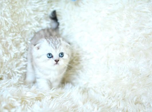 Eşsiz Güzellikte Silver Scottish Fold görsel