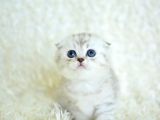 Eşsiz Güzellikte Silver Scottish Fold